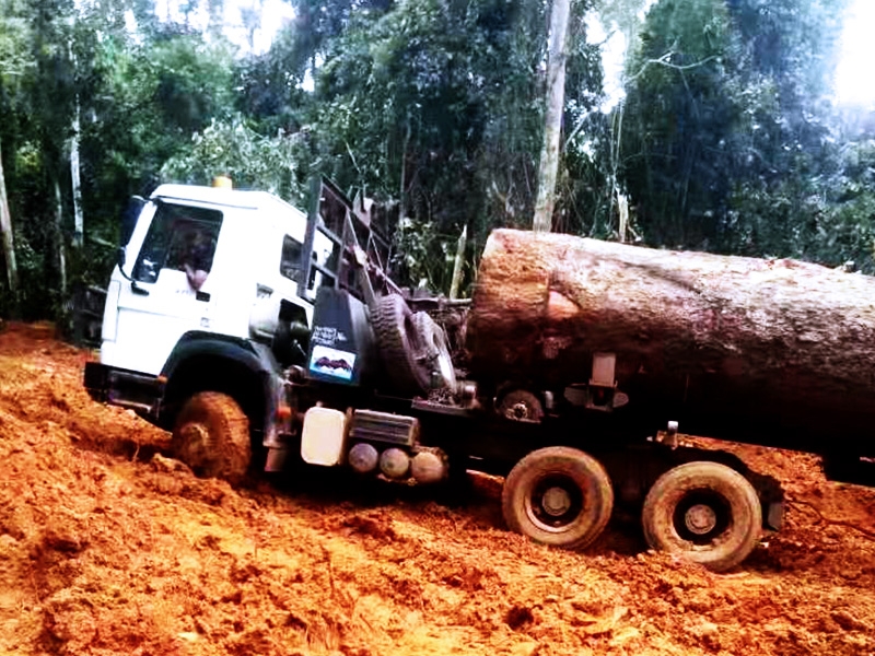 Log truck is working in forest under bad harsh environment after rain.